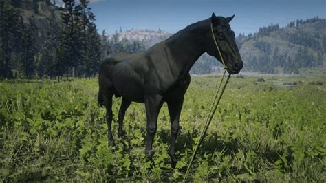 Red Dead Redemption 2 Wild Horse Breeds Locations Guide - RDR2.org