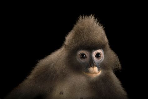 ANI040-00370 - Joel Sartore