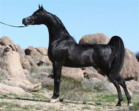 Magnificent Black Arabian Stallion Prances with Regal Elegance