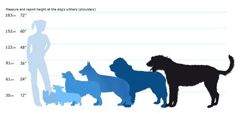 99+ Shiba Inu Size Chart - l2sanpiero