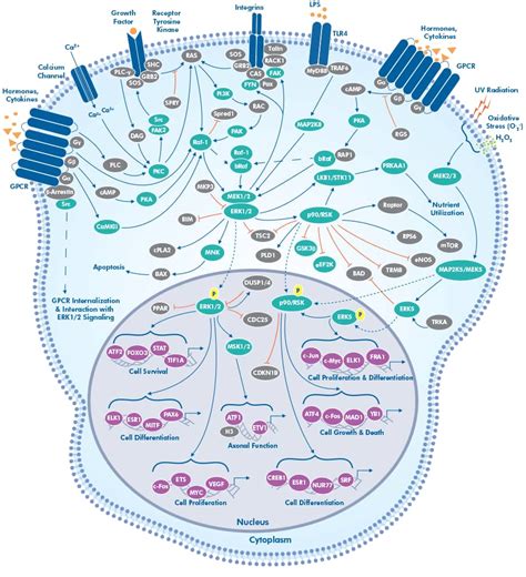 ERK1/2/5 Signaling Interactive Pathway: Novus Biologicals