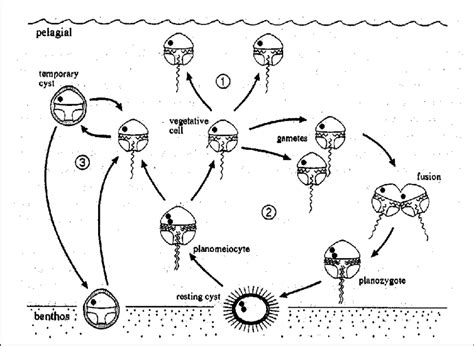 Schematic diagram of basic dinoflagellate life cycle: 1) Asexual phase... | Download Scientific ...