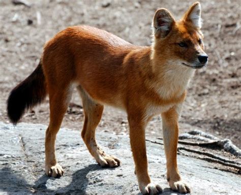 Dhole - The Whistling Wild Dog is Under Threat | TechGape