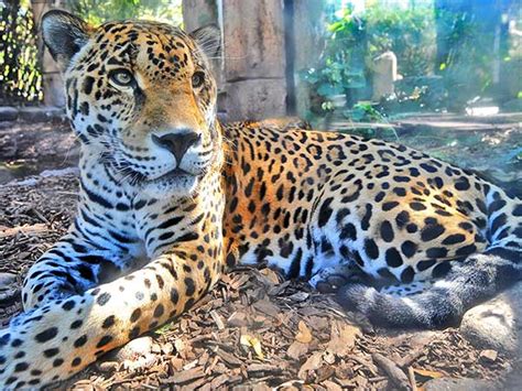 Jaguar in US zoo escapes cage and mauls 6 animals - Oneindia News