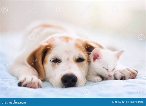 Cat and Dog Sleeping. Puppy and Kitten Sleep Stock Image - Image of ...