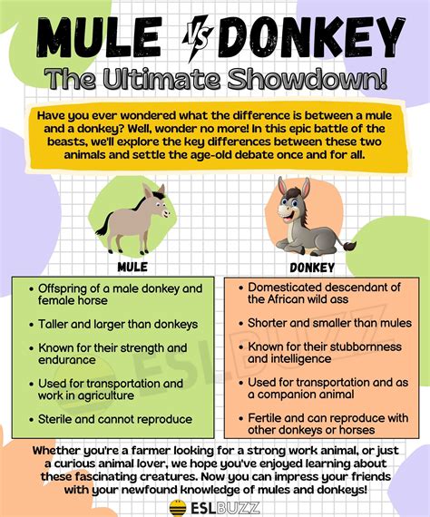 Mule vs. Donkey: Spot the Differences for English Learners - ESLBUZZ