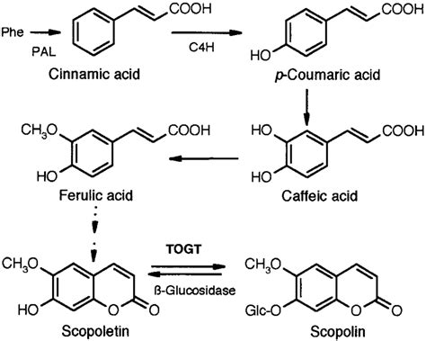 Biosynthetic Pathway to Scopoletin and Scopolin. | Download Scientific ...