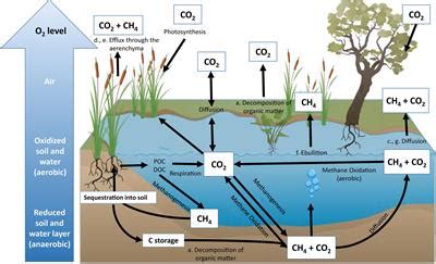 Frontiers | Reducing Emissions From Degraded Floodplain Wetlands