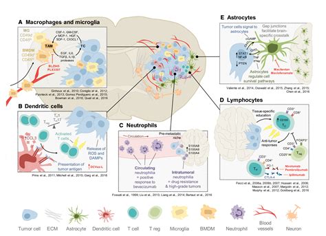 Tumor Microenvironment: How brain tumors grow and elude treatment ...