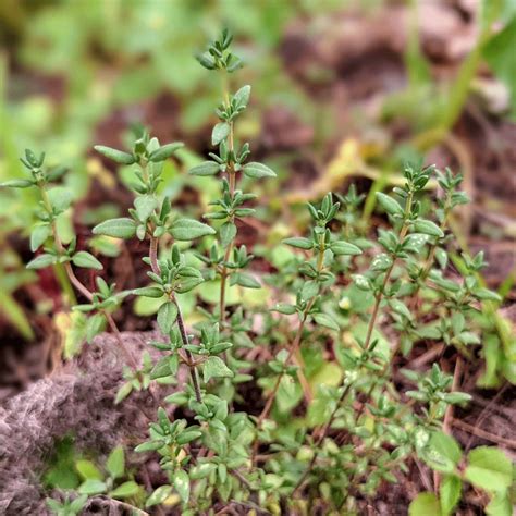 Thyme Substitute | 9 Tasty Substitutes for Thyme - Bunny's Garden