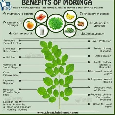 Moringa Oleifera Leaf Extract Capsules Energy Booster & - Etsy ...