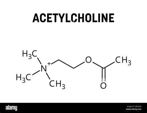 Acetylcholine molecular structure. Acetylcholine is neurotransmitter with important role in ...