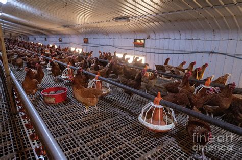 Free Range Chicken Egg Farm Photograph by Andy Davies/science Photo Library | Pixels