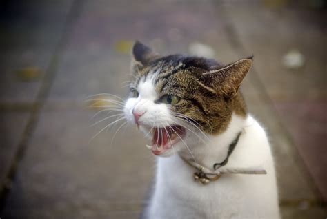 Why Do My Cat's Ears Go Back? | POPSUGAR UK Pets