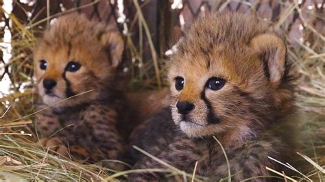 Baby Cheetahs, The Story Continues | The Lion Whisperer - YouTube