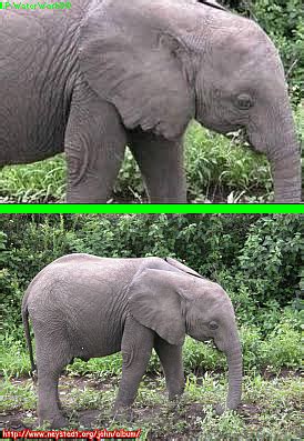 Fake - Human Face seen on elephant's ear. - The original elephant is shown on the bottom. | Fake ...