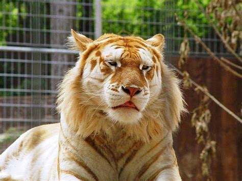 Mutated lion tiger Gold tiger" | Rare cats, Golden tabby tiger, Rare animals