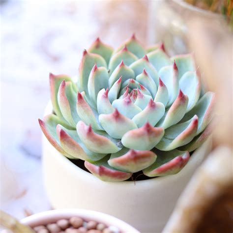 Echeveria Tippy Pink for Sale: Stunning, Easy-Care Pink Succulent ...