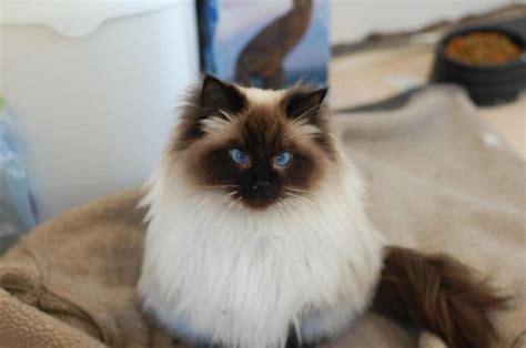 Características físicas del gato Ragdoll | Mascotas