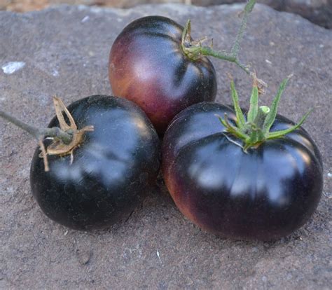 Black Beauty Tomato | Tomato seeds, Heirloom tomato seeds, Tomato