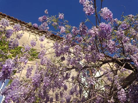 wisteria 2 – A Hideaway In France