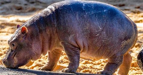 Dallas Zoo hippo baby 'Kalo' makes public habitat debut - CBS Texas