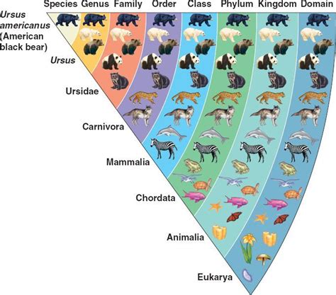 Animal Taxonomy Tree