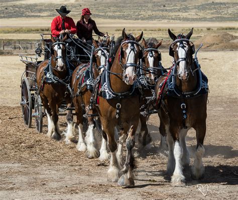 Draft Horse Competition - Tales from the Backroad