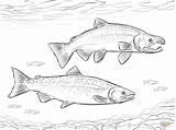 Chinook Salmon Coloring Page Sketch sketch template