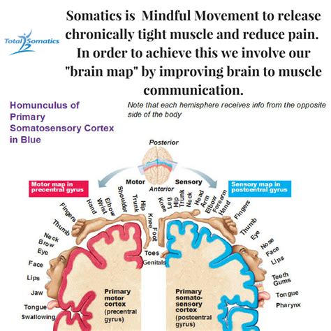 The Power of Pandiculation | Total Somatics