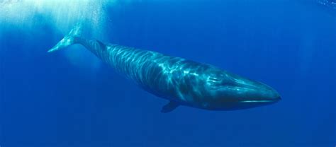 The Endangered Sei Whale | Critter Science