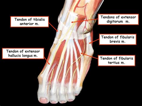 Extensor Hallucis Longus Palpation