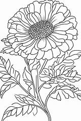 12 Marigold Coloring Pages With Downloadable Sheets sketch template