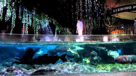 Siam Ocean World Siam Paragon Aquarium By Swiss @ Thai - YouTube