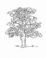 25 Free Tree Coloring Pages For Kids And Adults sketch template