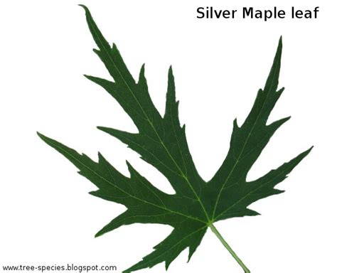 The World´s Tree Species: Silver maple leaf