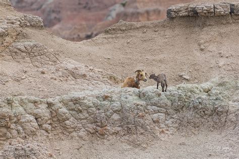 Badlands Wildlife — Paul R Mudgett Photography