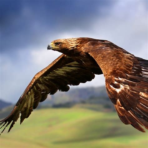 Raptor Wallpaper 4K, Birds of Prey, Carnivorous birds