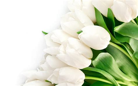 HD wallpaper: White tulips flowers in spring | Wallpaper Flare