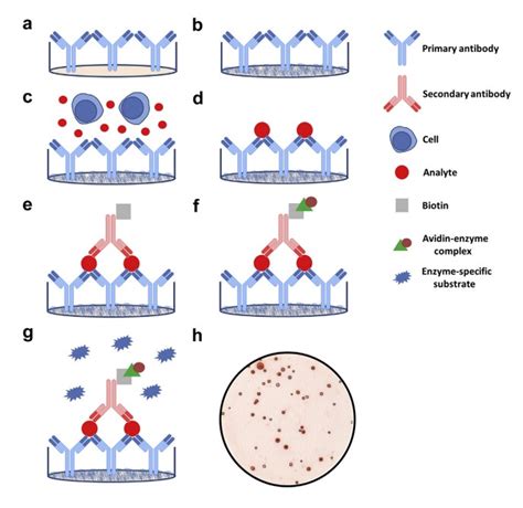 Immunogenicity Analysis of mRNA Vaccines – BOC Sciences