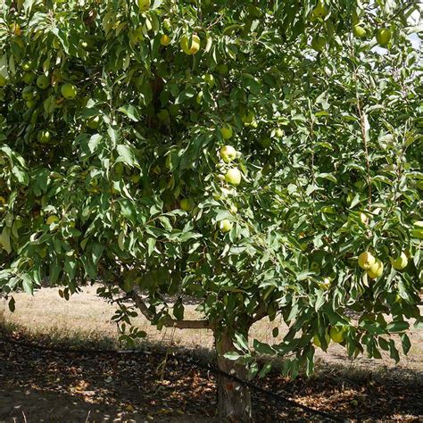 Apple 'Golden Delicious' (Mini Fruit Tree) | ubicaciondepersonas.cdmx ...