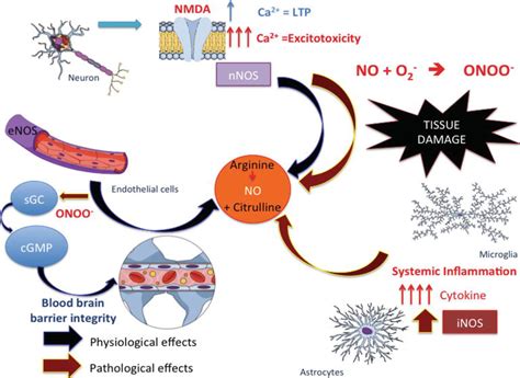 Role of Nitric Oxide Synthase in the Function of the Central Nervous System under Normal and ...