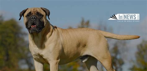 Sandlot Dog Breed - Legacy Of An English Mastiff - In NewsWeekly