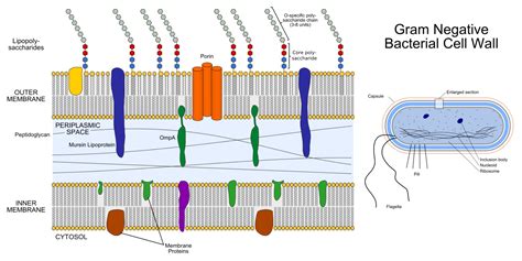 Cell Membrane Function In Bacterial Cell