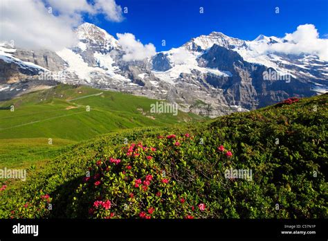 Alps, Alpine flora, Alpine rose, Alpine roses, view, mountain, mountain ...