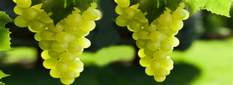 Incredible Health Benefits of Grapes – Live Homeo