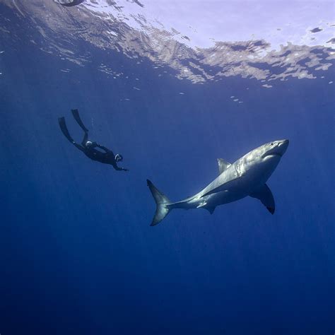 Great White Shark 3D, 4K | Canadian Museum of History