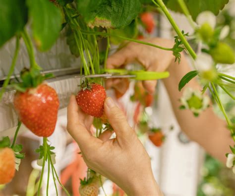 Vertical Strawberry Gardens: Secrets to Success – The Hillside Market