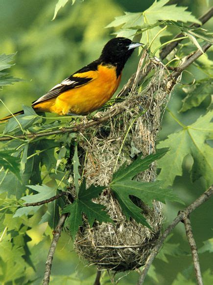 Wildlife Lane: Baltimore Oriole Nest