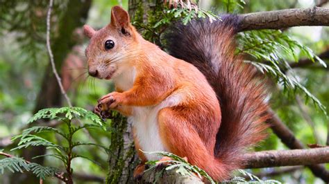 Adorable Squirrel In Tree Wallpaper - Mobile & Desktop Background